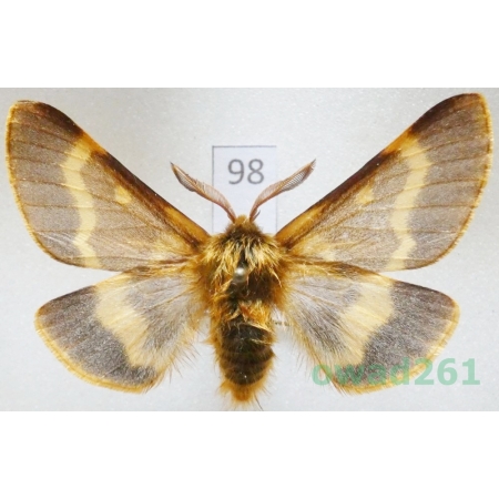 Lemonia dumi (Linnaeus, 1761) male Slovakia98